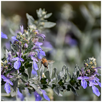 3fatpigs Teucrium Fruticans Tree Germander Shrub In 2l Pot, Light Blue Flowers