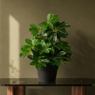 Leaf Artificial Arboricola Plant Umbrella Tree Plastic Pot 55Cm Plant Botanik Black/Dark