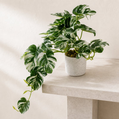 B&Q -  30Cm Artificial Variegated Green Potted Monstera Trailing Plant - Image 7