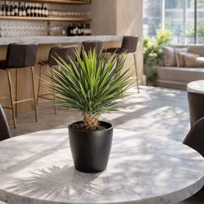 B&Q -  75Cm Artificial Dracaena Plant