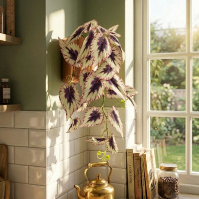 B&Q -  30Cm Artificial Trailing Cream And Pink Caladium Premium