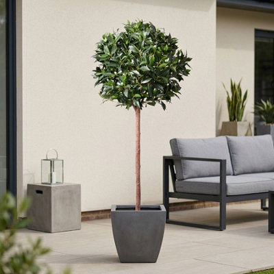 Garden Greatness Lifelike Potted Bay Ball Foliage Tree from B&Q