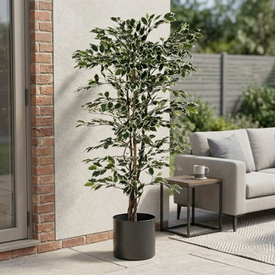 Garden Greatness Impressive Variegated Ficus Potted Tree from B&Q
