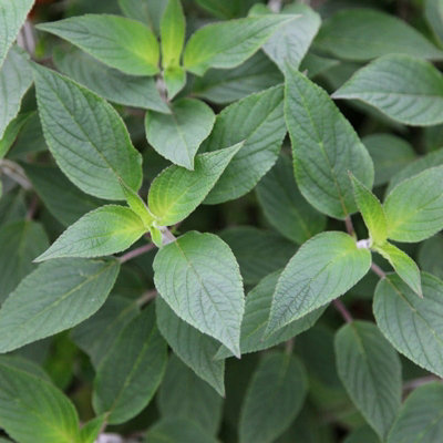 Primrose Set Of 3 Pineapple Sage Herb Plant Salvia Elegans 9Cm Pot from B&Q