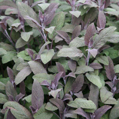 Primrose Set Of 3 Sage Purpurascens Herb Plant Purple Sage Or Salvia Officinalis 9Cm Pot from B&Q