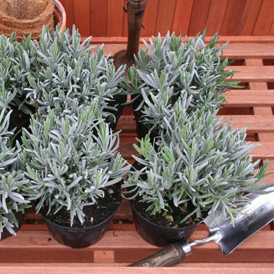Primrose Set Of 3 Common Lavender Herb Plant Lavandula Angustifolia 9Cm Pot from B&Q