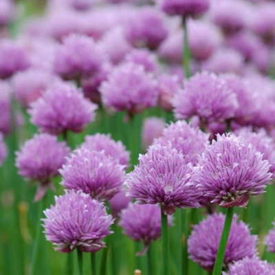 Primrose Set Of 3 Chives Herb Plant Allium Schoenoprasum 9Cm Pot from B&Q