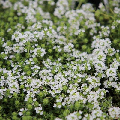 Primrose Set Of 3 Thyme Serpyllum Snowdrift Herb Plant Creeping Thyme Or Thymus Serpyllum 9Cm Pot from B&Q