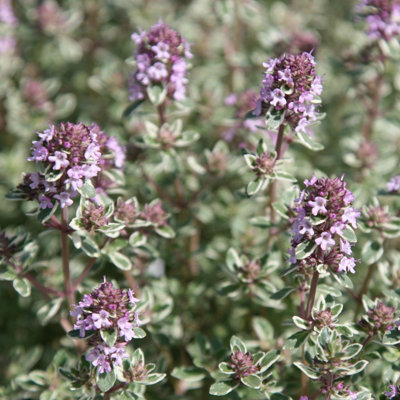 Primrose Set Of 3 Thyme Silver Posie Herb Plant Thymus 9Cm Pot from B&Q