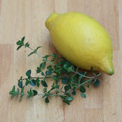 Primrose Set Of 3 Lemon Thyme Herb Plant Thyme Culinary Lemon 9Cm Pot from B&Q