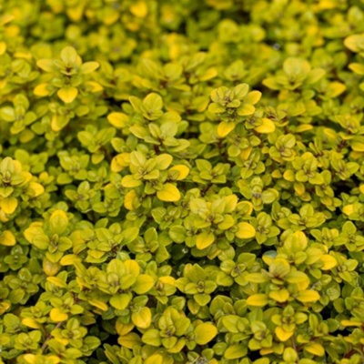Primrose Set Of 3 Thyme Pulegioides Archers Gold Herb Plant Creeping Thyme 9Cm Pot from B&Q