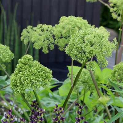 Primrose Set Of 3 Angelica Herb Plant Archangelica Angelica 9Cm Pot from B&Q