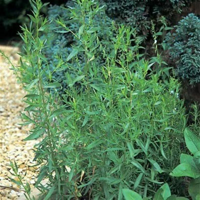 Primrose Set Of 3 French Tarragon Herb Plant Artemisia Dracunculus French 9Cm Pot from B&Q