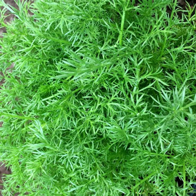 Primrose Set Of 3 Chamomile Common Herb Plant Chamaemelum Nobile 9Cm Pot from B&Q