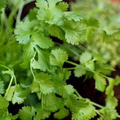 Primrose Set Of 3 Coriander Herb Plant Coriandrum Sativum 9Cm Pot from B&Q