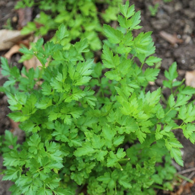 Primrose Set Of 3 Parsley Italian Giant Herb Plant Petroselinum Crispum Neapolitanum 9Cm Pot from B&Q