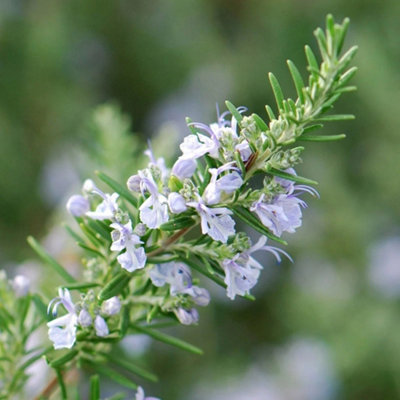 Primrose Set Of 3 Rosemary Herb Plant Rosmarinus Officinalis 9Cm Pot from B&Q
