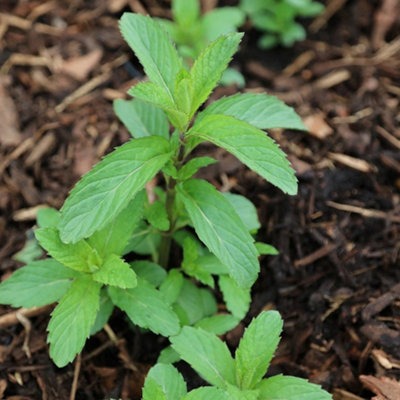 Primrose Set Of 3 Swiss Mint Herb Plant Mentha X Piperita Swiss 9Cm Pot from B&Q