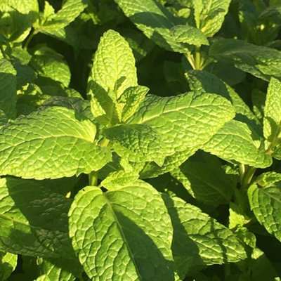 Primrose Set Of 3 Common Spearmint Or Garden Mint Herb Plant Mentha Spicata 9Cm Pot from B&Q