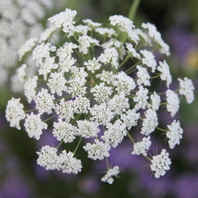 Primrose Set Of 3 Garlic Chives Herb Plant Allium Tuberosum 9Cm Pot from B&Q
