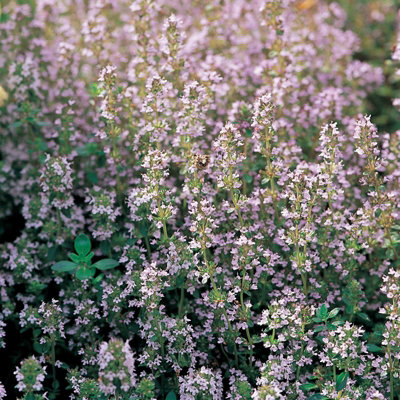 Primrose Set Of 3 Thyme Common Herb Plant Thymus Vulgaris 9Cm Pot from B&Q