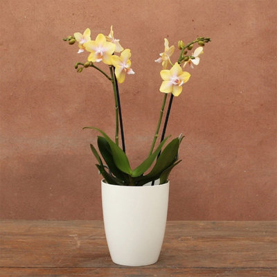Plant Theory Scented Orchid Orange Bolgheri Lemon Plant Phalaenopsis 12Cm Pot 50Cm Tall from B&Q