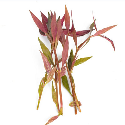 Lincolnshire Pond Plants Alternanthera ReineckiiLive Aquarium Plant For Freshwater Tropical Tanks Aquascaping (10X Loose) from B&Q