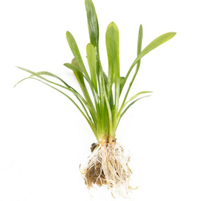 Lincolnshire Pond Plants Sagittaria SubulataLive Aquarium Plant Freshwater Tank Oxygenating Aquascape (10X Loose) from B&Q