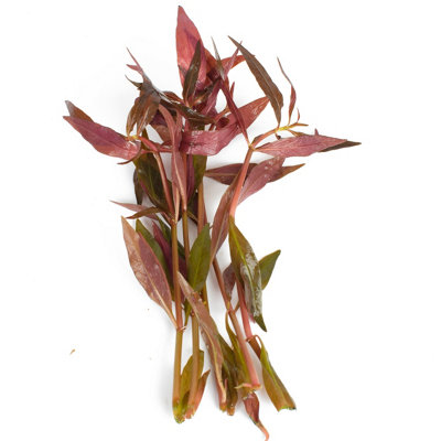 Lincolnshire Pond Plants Alternanthera CardinalisLive Aquarium Plant For Freshwater Tropical Tanks Aquascaping (3X Loose) from B&Q