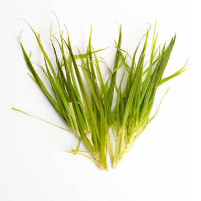 Lincolnshire Pond Plants Blyxa JaponicaLive Aquarium Plant For Freshwater Tropical Tanks Aquascaping (3X Loose) from B&Q