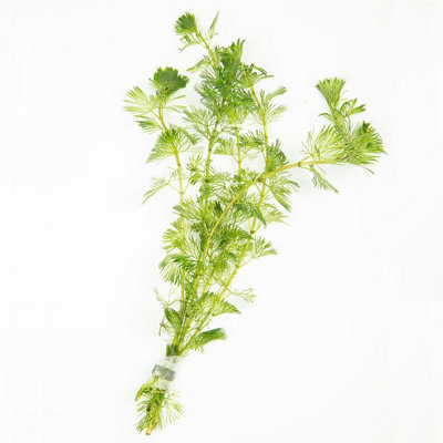 Lincolnshire Pond Plants Cabomba AquaticaLive Aquarium Plant For Freshwater Tropical Tanks Aquascaping (10X Loose) from B&Q