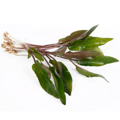 Lincolnshire Pond Plants Cryptocoryne BeckettiiLive Aquarium Plant For Freshwater Tropical Tanks Aquascaping (3X Loose) from B&Q