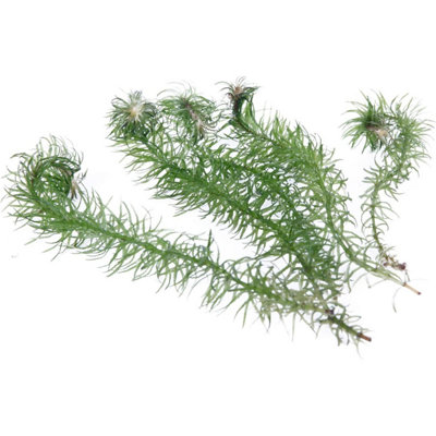 Lincolnshire Pond Plants Egeria NajasLive Aquarium Plant For Freshwater Tropical Tanks Aquascaping (3X Loose) from B&Q