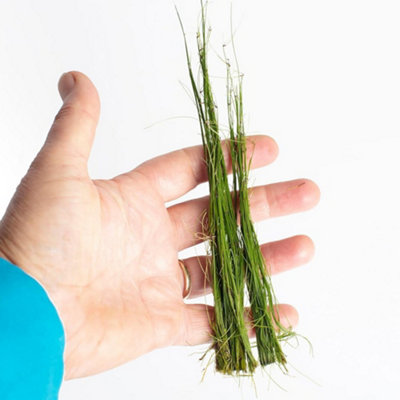 Lincolnshire Pond Plants Eleocharis ViviparaLive Aquarium Plant For Freshwater Tropical Tanks Aquascaping (10X Loose) from B&Q