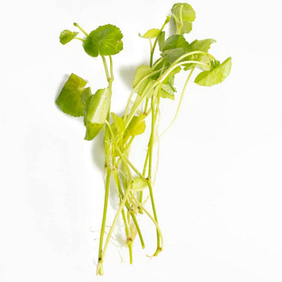 Lincolnshire Pond Plants Hydrocotyle LeucocephalaLive Aquarium Plant For Freshwater Tropical Tanks Aquascaping (10X Loose) from B&Q