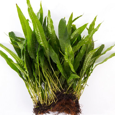Lincolnshire Pond Plants Microsorium Pteropus In PadLive Aquarium Plant For Freshwater Tropical Tanks Aquascaping from B&Q