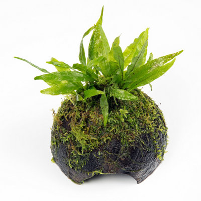 Lincolnshire Pond Plants Microsorium Pteropus On Coco-ShellLive Aquarium Plant For Freshwater Tropical Tanks Aquascaping from B&Q