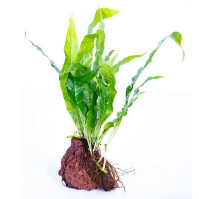 B&Q -  Microsorium Pteropus On Lava RockLive Aquarium Plant For Freshwater Tropical Tanks Aquascaping