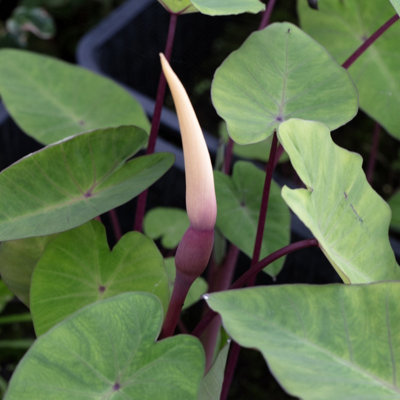 Lincolnshire Pond Plants Colocasia Esculenta 'rubra'3Ltr PottedMarginal Aquatic Pond Plant from B&Q