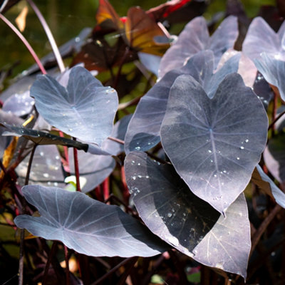 Lincolnshire Pond Plants Colocasia Esculenta 'black Magic'3Ltr PottedMarginal Aquatic Pond Plant from B&Q