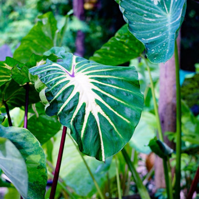 Lincolnshire Pond Plants Colocasia 'white Lava'1Ltr PottedMarginal Aquatic Pond Plant from B&Q
