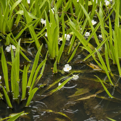 Lincolnshire Pond Plants Stratiotes Aloides (Water Soldier)X25 PlantsOxygenating Marginal Aquatic Pond Plant from B&Q
