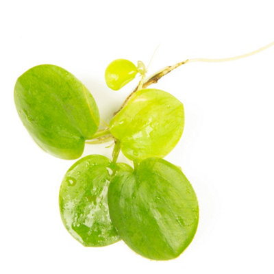 Lincolnshire Pond Plants Hydrocharis Morsus-Ranae (Frogbit)X25 PlantsOxygenating Marginal Aquatic Pond Plant from B&Q