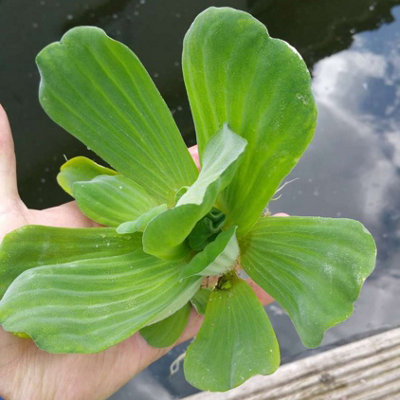Lincolnshire Pond Plants Pistia Stratiotes (Water Lettuce)X1 PlantOxygenating Marginal Aquatic Pond Plant from B&Q