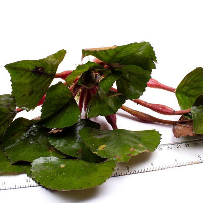 Lincolnshire Pond Plants Trapa Natans (Water Chestnut)X2 PlantsOxygenating Marginal Aquatic Pond Plant from B&Q