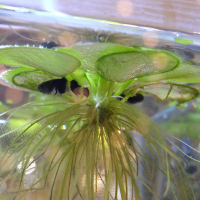Lincolnshire Pond Plants Limnobium Laevigatum (Amazn Frogbit)X10 PlantsOxygenating Marginal Aquatic Pond Plant from B&Q