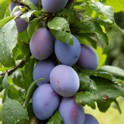 Lincolnshire Pond Plants Malling Elizabeth Plum (Prunus Domestica) Tree7Ltr Potted from B&Q