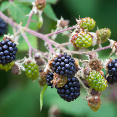 Lincolnshire Pond Plants Loch Ness Thornless Blackberry (Rubus Fruticosus) Tree2Ltr Potted from B&Q