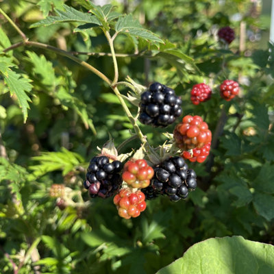 Lincolnshire Pond Plants Oregon Thornless Blackberry (Rubus Fruticosus) Tree2Ltr Potted from B&Q