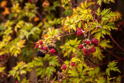 Lincolnshire Pond Plants Evergreen Thornless Blackberry (Rubus Fruticosus) Tree9Cm Potted from B&Q